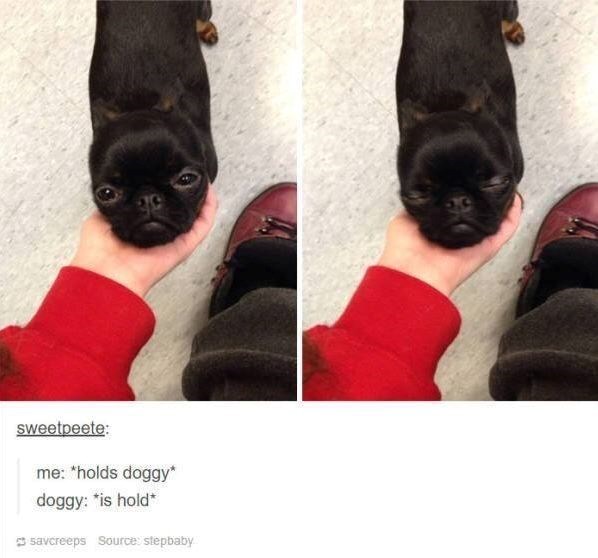 sweetpeete: me: *holds doggy* doggy: *is hold* savcreeps Source: stepbaby