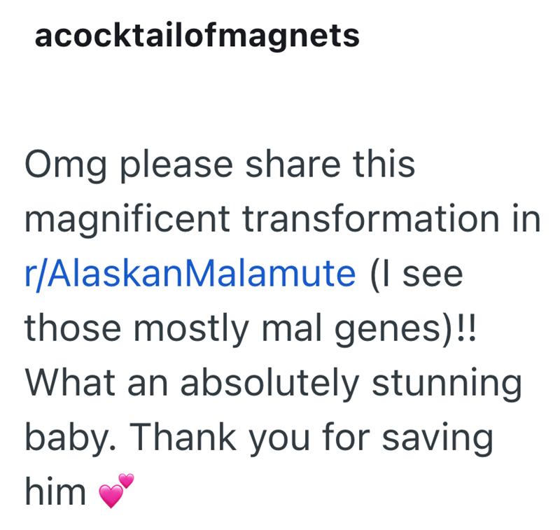 acocktailofmagnets Omg please share this magnificent transformation in r/Alaskan Malamute (I see those mostly mal genes)!! What an absolutely stunning baby. Thank you for saving him