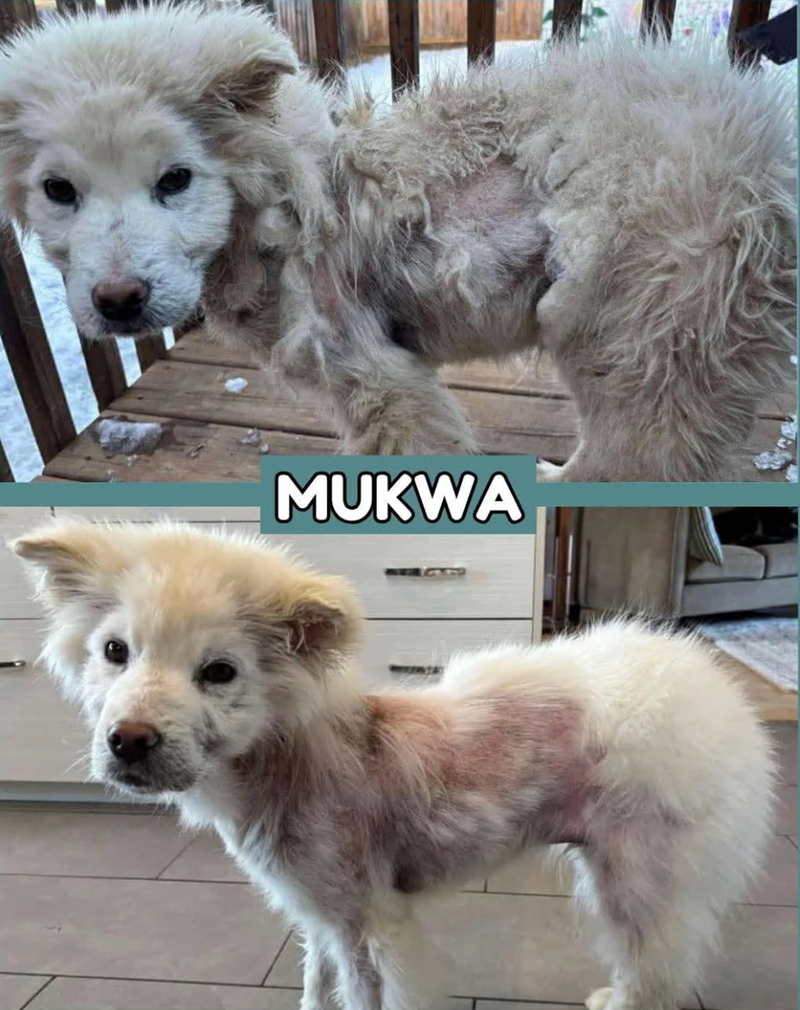 MUKWA