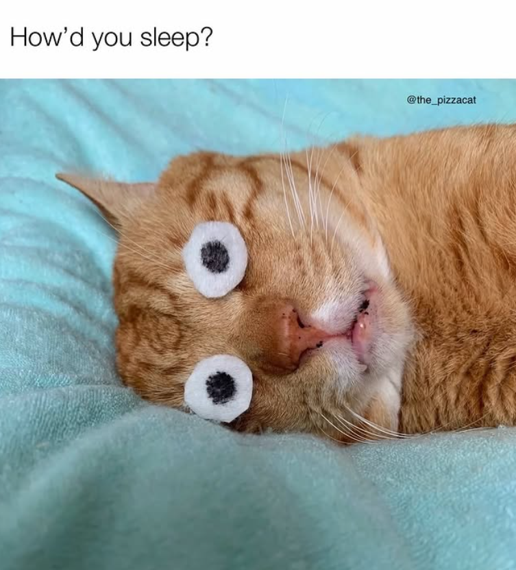 How'd you sleep? @the_pizzacat