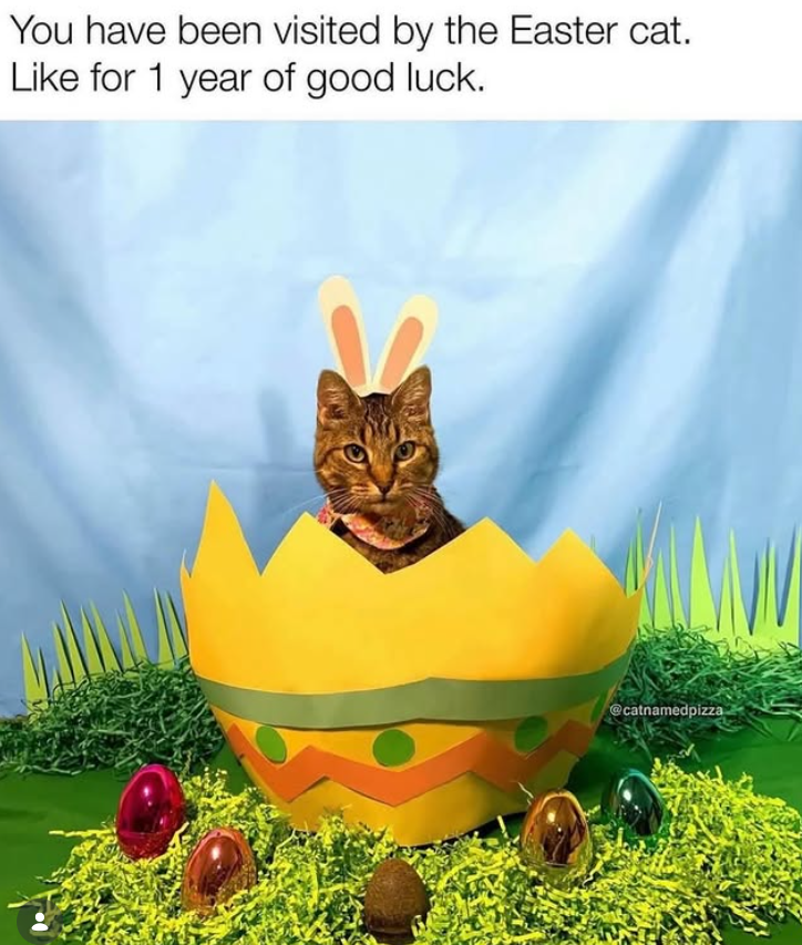 You have been visited by the Easter cat. Like for 1 year of good luck. @catnamedpizza
