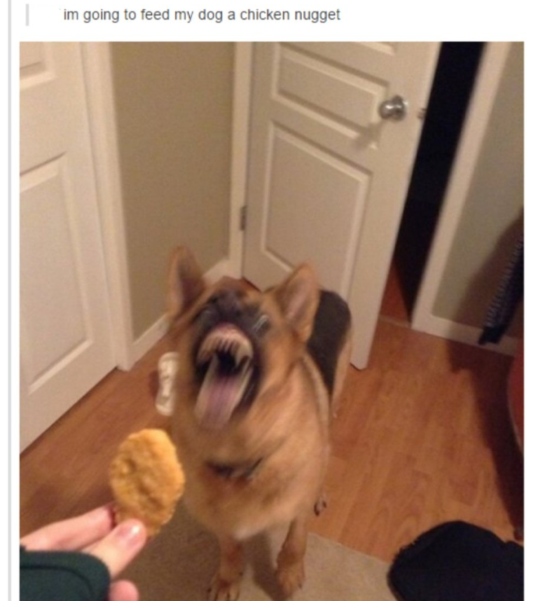 | im going to feed my dog a chicken nugget