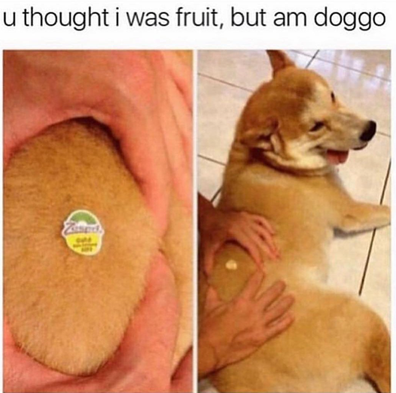 u thought i was fruit, but am doggo Zased