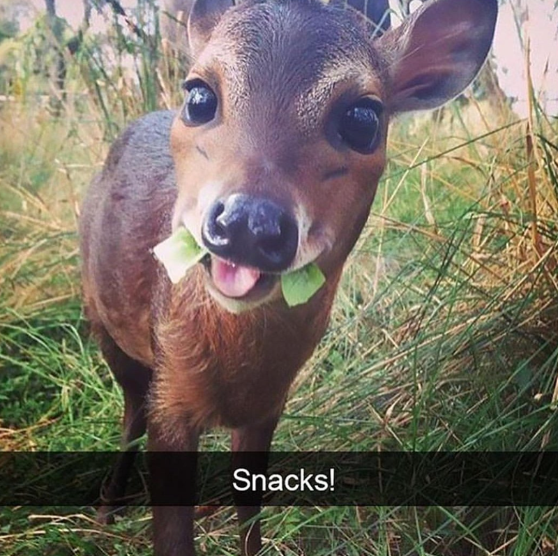 Snacks!