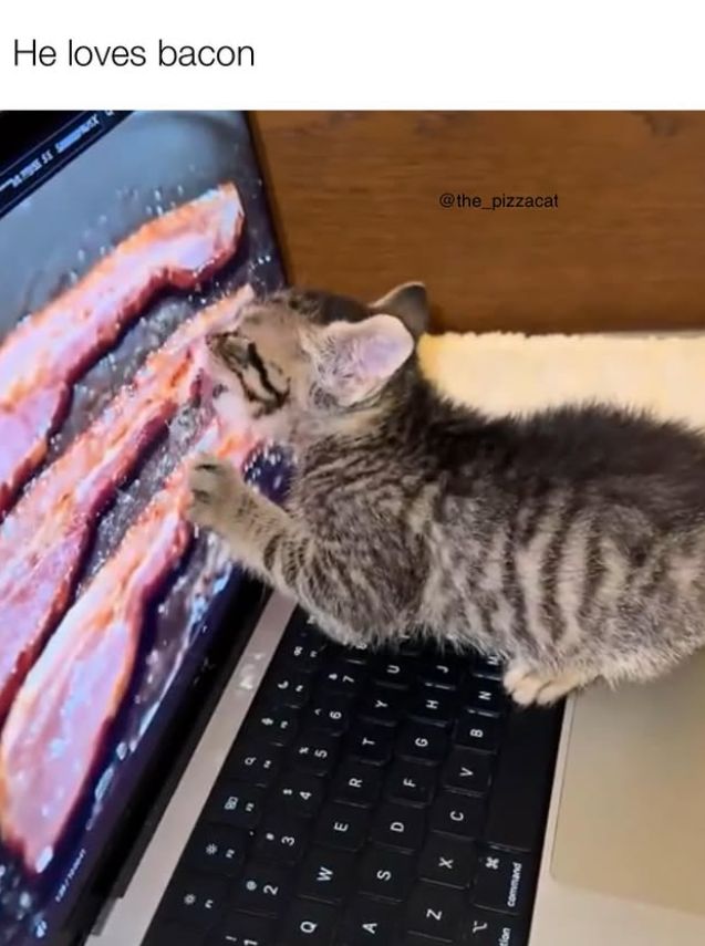 " a . 08 14 2 3 4 Q W E R A S Z 1 D F G X C V tion command He loves bacon @the_pizzacat