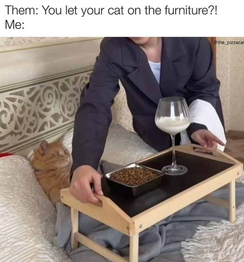 Them: You let your cat on the furniture?! Me: @the_pizzacat