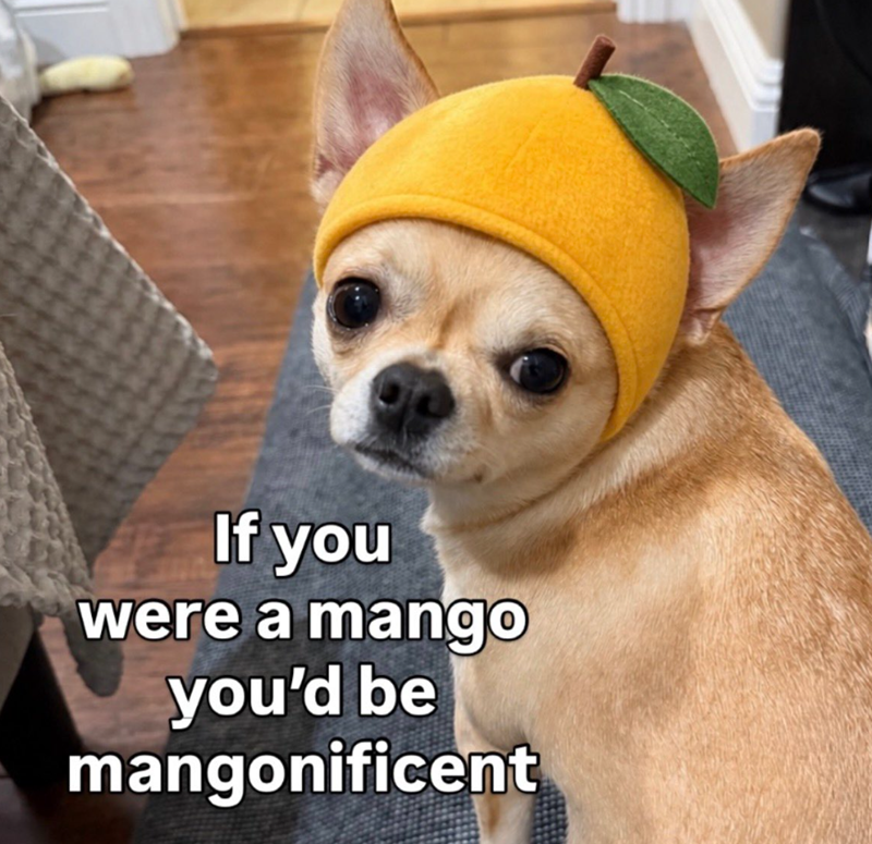 If you were a mango you'd be mangonificent