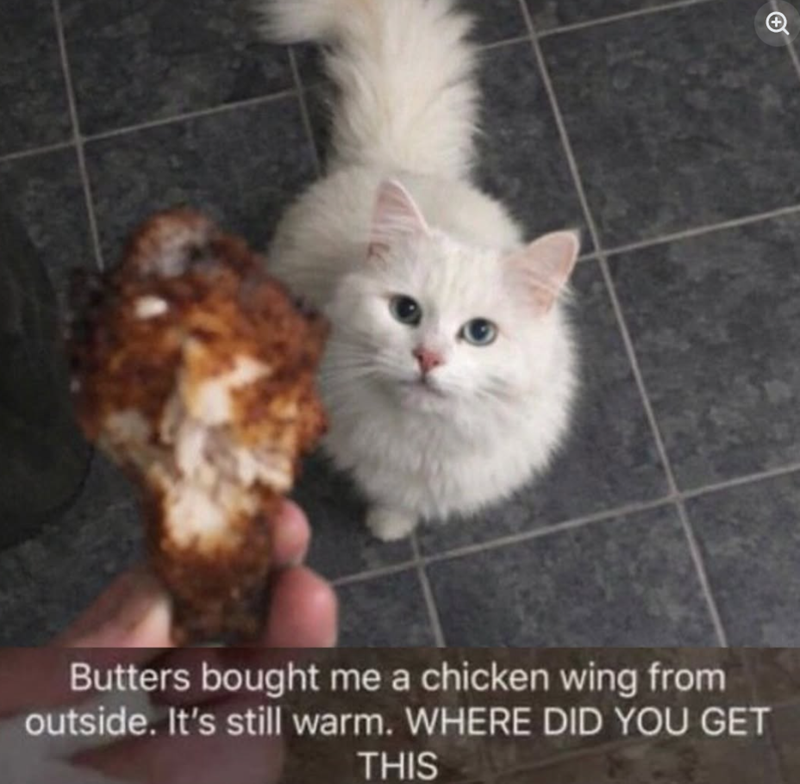 Butters bought me a chicken wing from outside. It's still warm. WHERE DID YOU GET THIS