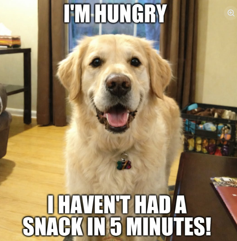 I'M HUNGRY I HAVEN'T HAD A SNACK IN 5 MINUTES!