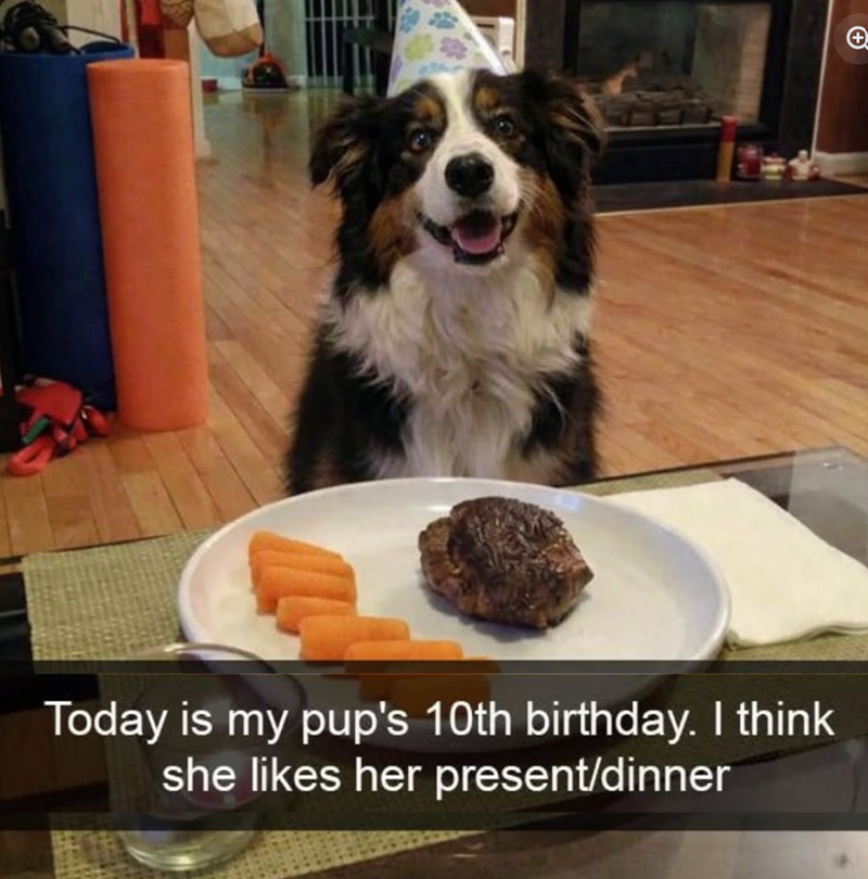 Today is my pup's 10th birthday. I think she likes her present/dinner +