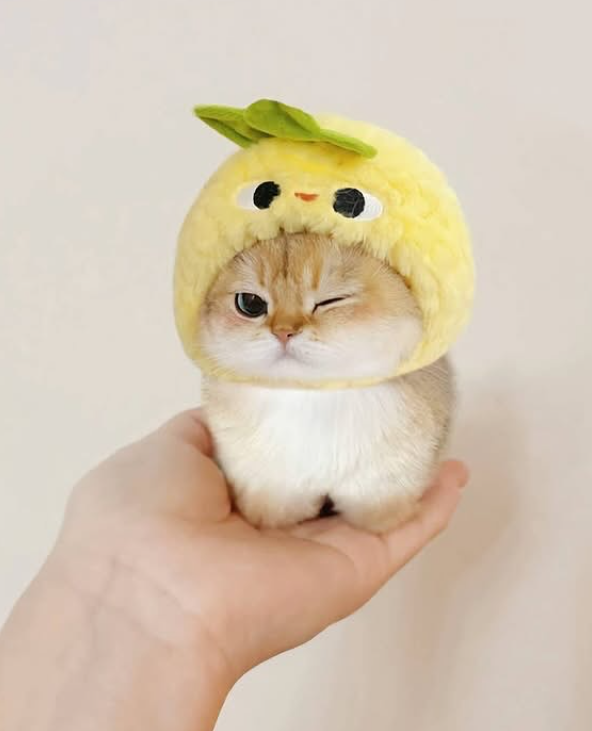Cheezburger Image 10640025344