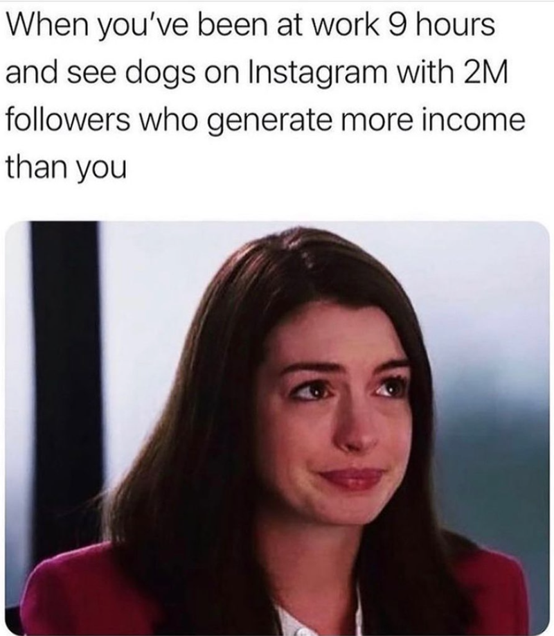When you've been at work 9 hours and see dogs on Instagram with 2M followers who generate more income than you