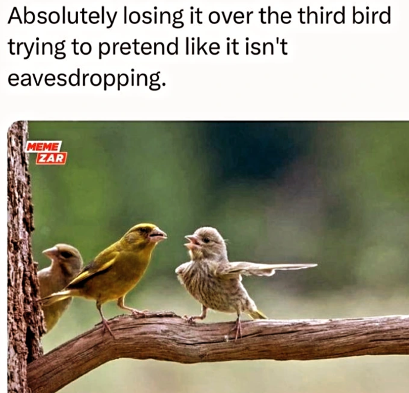 Absolutely losing it over the third bird trying to pretend like it isn't eavesdropping. MEME ZAR