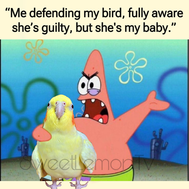 "Me defending my bird, fully aware she's guilty, but she's my baby." weetlemon