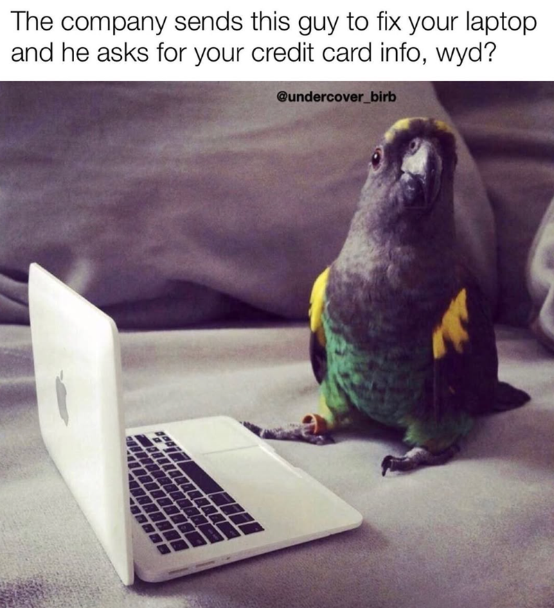The company sends this guy to fix your laptop and he asks for your credit card info, wyd? @undercover_birb