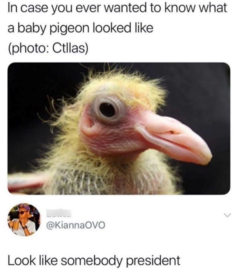 In case you ever wanted to know what a baby pigeon looked like (photo: Ctllas) @KiannaOVO Look like somebody president