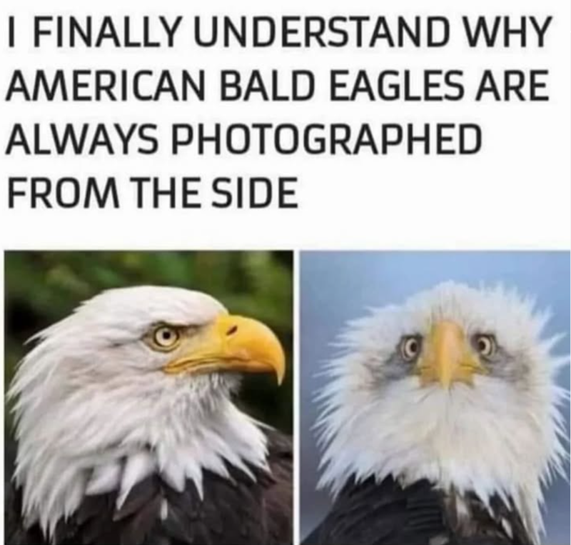 I FINALLY UNDERSTAND WHY AMERICAN BALD EAGLES ARE ALWAYS PHOTOGRAPHED FROM THE SIDE