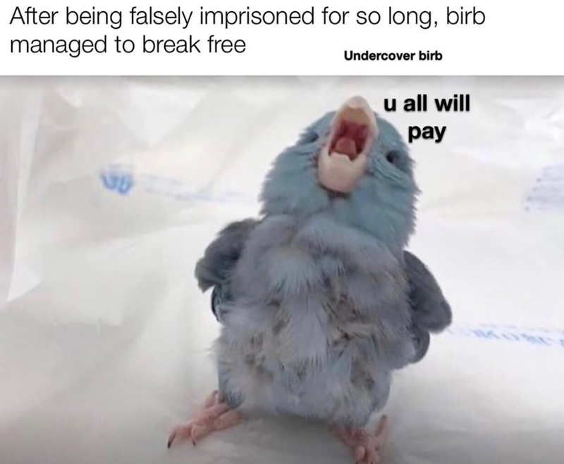 After being falsely imprisoned for so long, birb managed to break free Undercover birb u all will pay