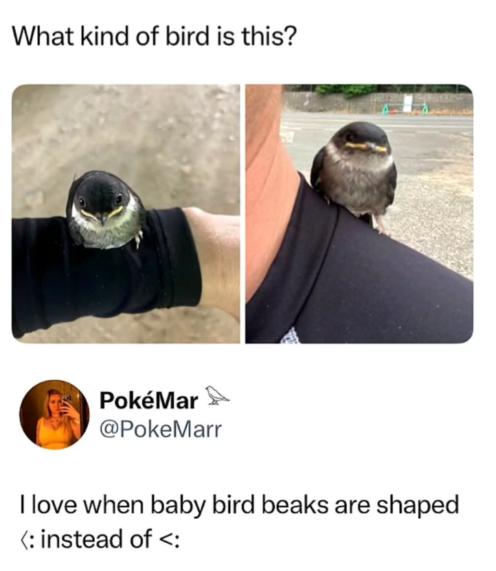What kind of bird is this? PokéMar @PokeMarr I love when baby bird beaks are shaped <: instead of <: