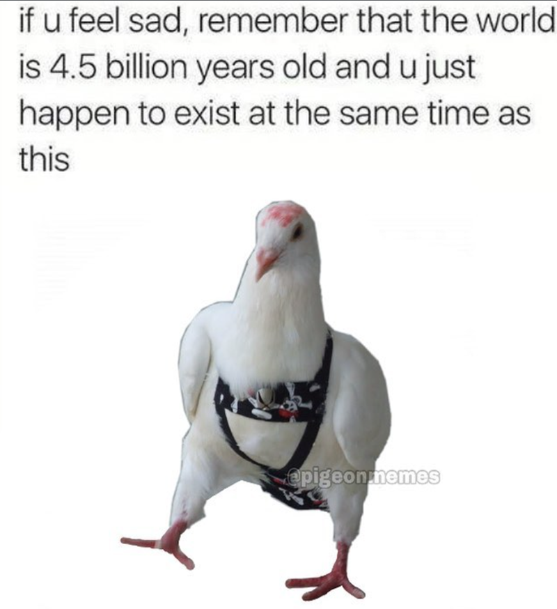 if u feel sad, remember that the world is 4.5 billion years old and u just happen to exist at the same time as this @pigeon nemes