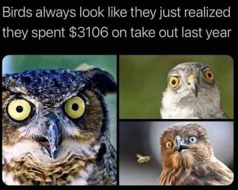 Birds always look like they just realized they spent $3106 on take out last year