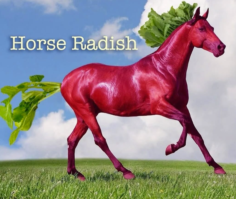 Horse Radish