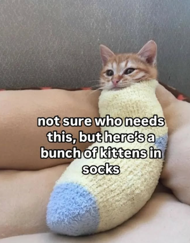 not sure who needs this, but here's a bunch of kittens in socks