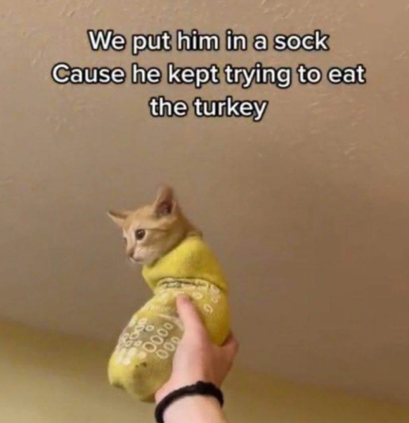 We put him in a sock Cause he kept trying to eat the turkey 000 0000 000