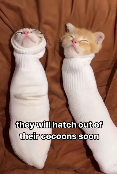 they will hatch out of their cocoons soon