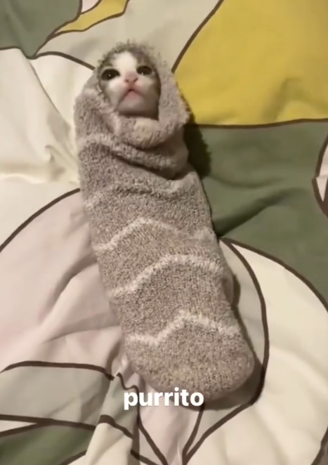 purrito