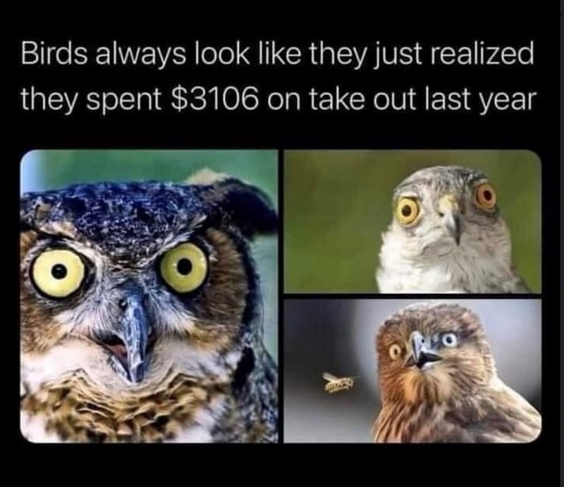 Birds always look like they just realized they spent $3106 on take out last year