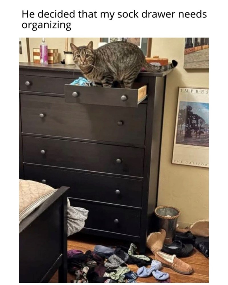 He decided that my sock drawer needs organizing IMPRES THE CALIFOR