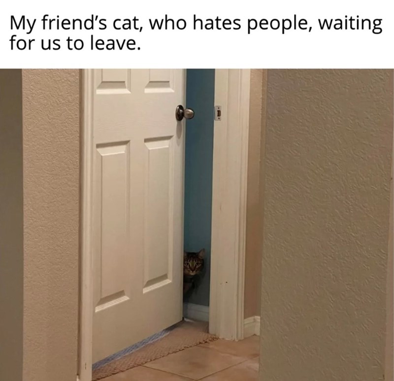 My friend's cat, who hates people, waiting for us to leave.