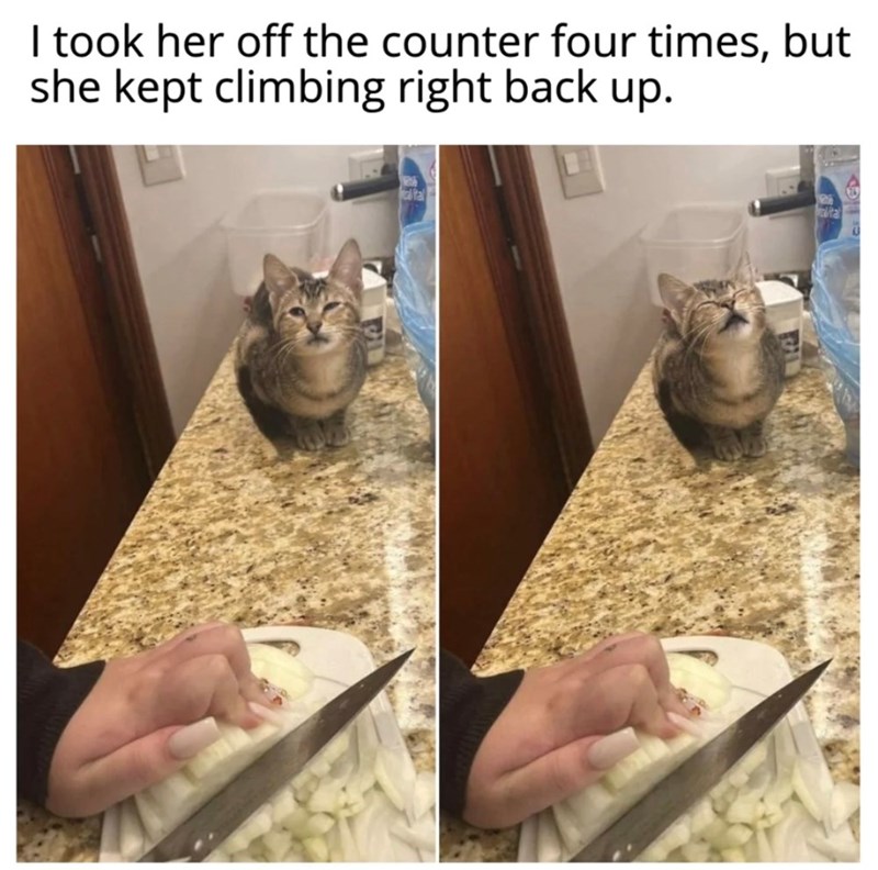 I took her off the counter four times, but she kept climbing right back up. fal ital