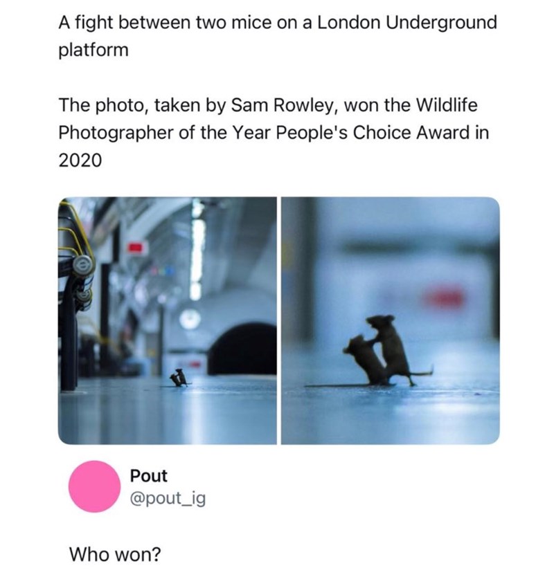 A fight between two mice on a London Underground platform The photo, taken by Sam Rowley, won the Wildlife Photographer of the Year People's Choice Award in 2020 Pout @pout_ig Who won?