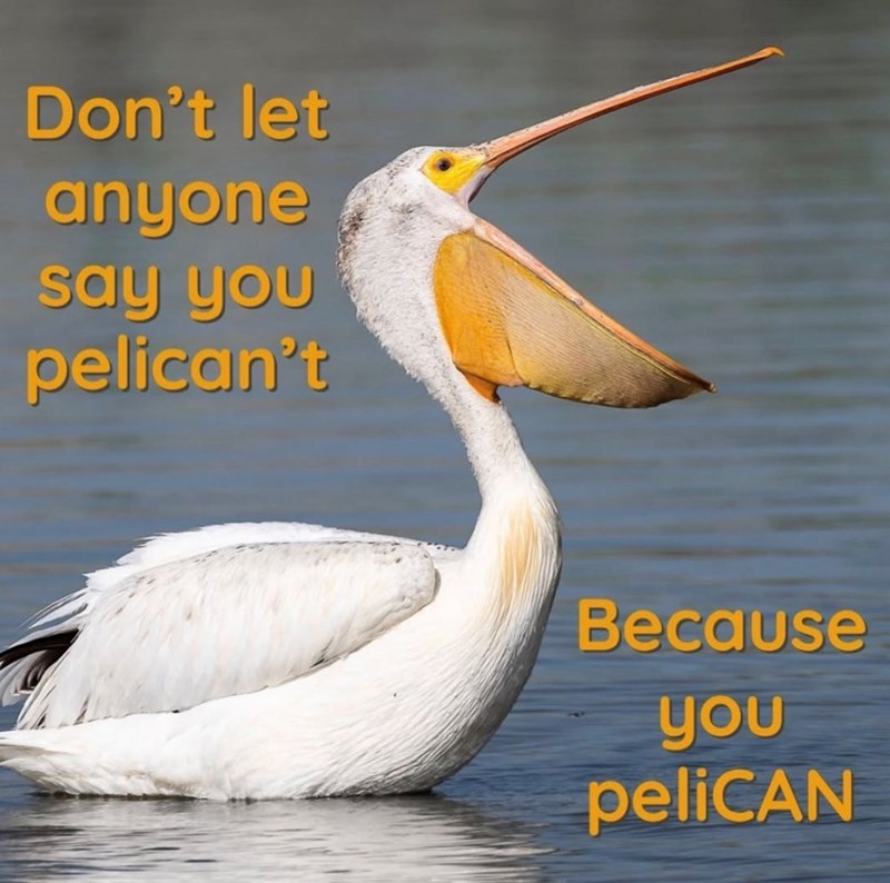 Don't let anyone say you pelican't Because you peliCAN