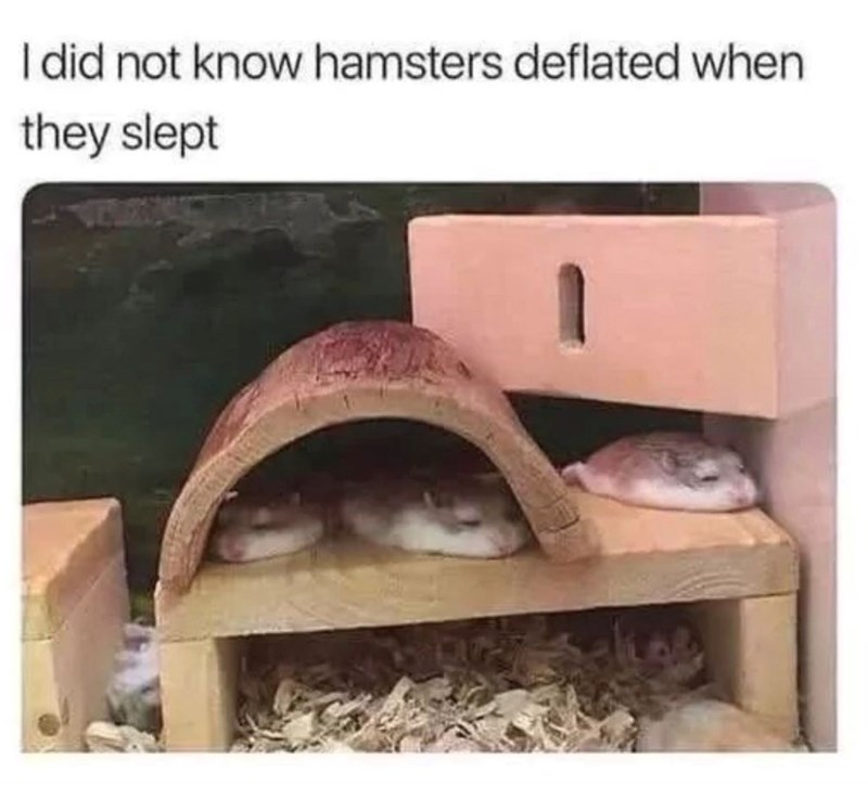 I did not know hamsters deflated when they slept