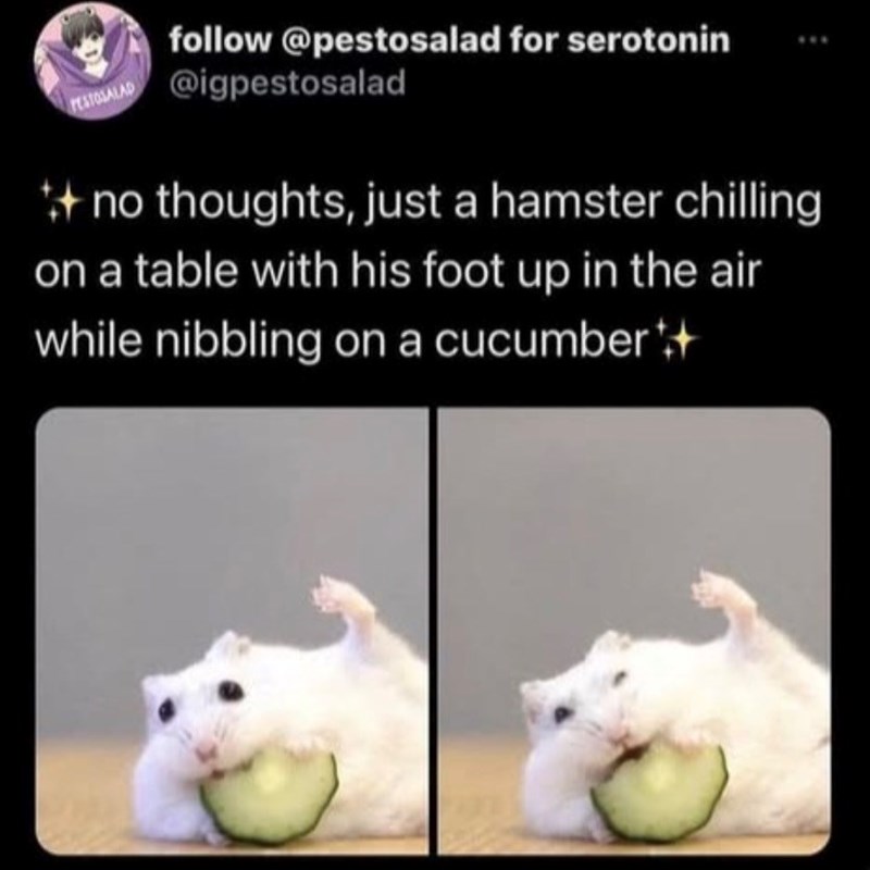 PESTOSALAD follow @pestosalad for serotonin @igpestosalad +no thoughts, just a hamster chilling on a table with his foot up in the air while nibbling on a cucumber+