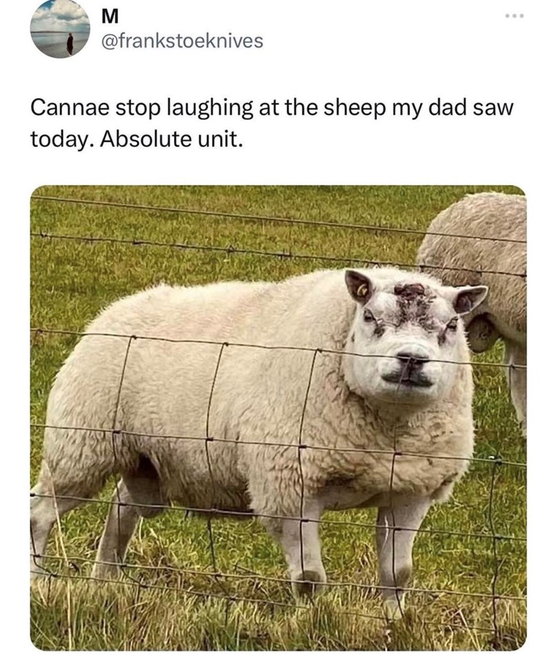 M @frankstoeknives Cannae stop laughing at the sheep my dad saw today. Absolute unit.
