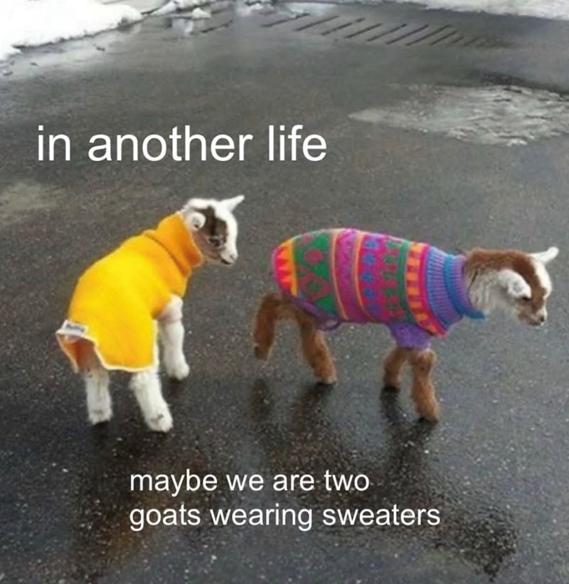 in another life maybe we are two goats wearing sweaters