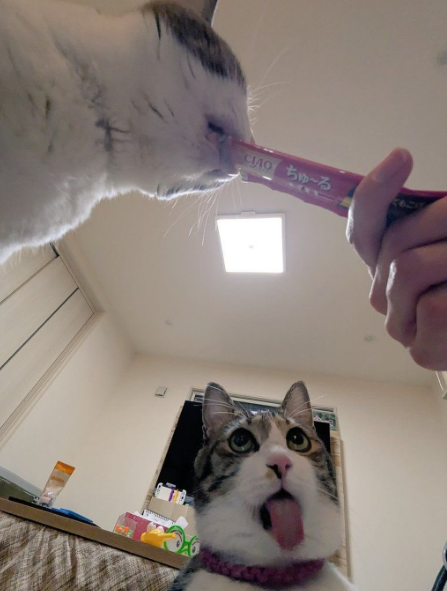 CIAOちゅ〜る