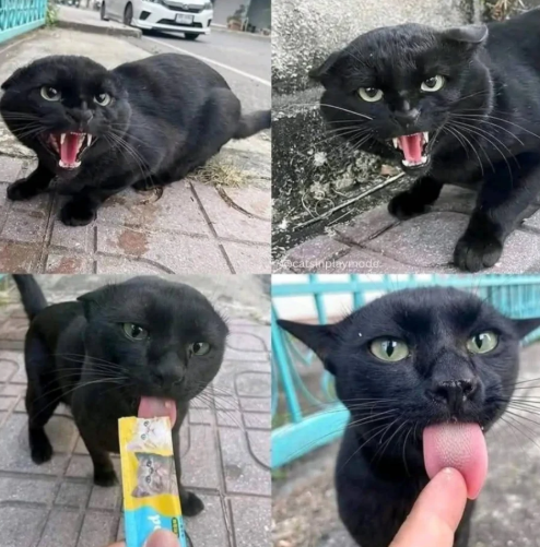 catsinplaymode