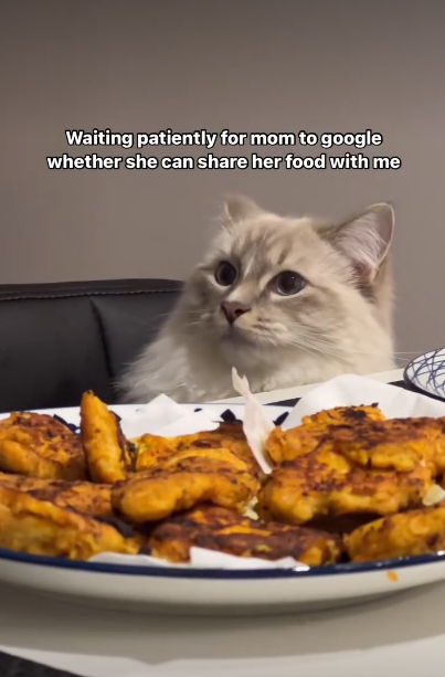 Waiting patiently for mom to google whether she can share her food with me