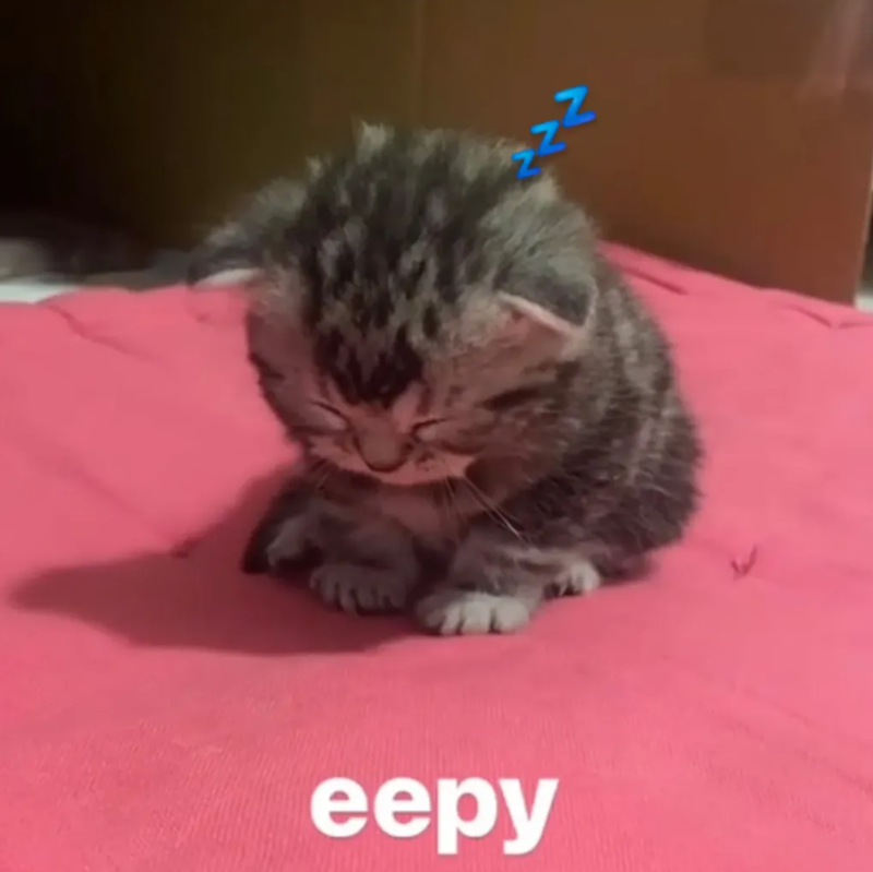 eepy zz