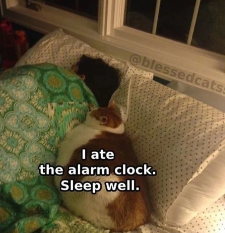 @blessedcats I ate the alarm clock. Sleep well.