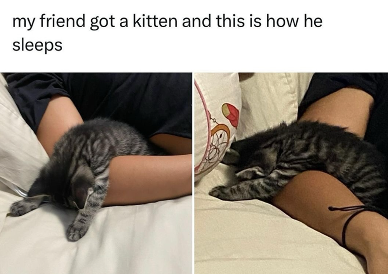 my friend got a kitten and this is how he sleeps
