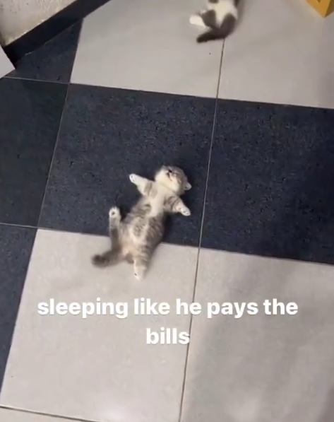 sleeping like he pays the bills