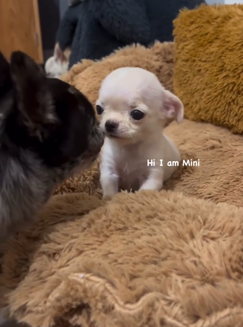 Hi I am Mini