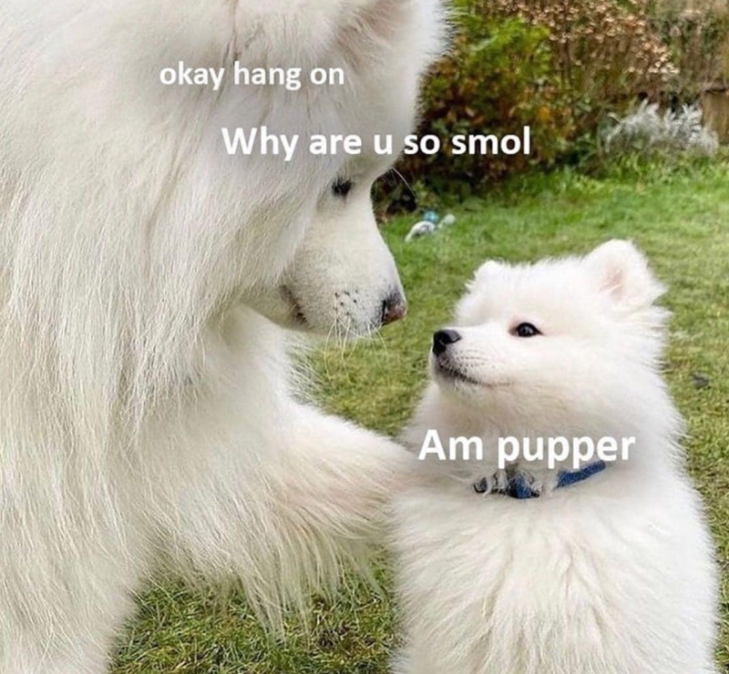 okay hang on Why are u so smol Am pupper