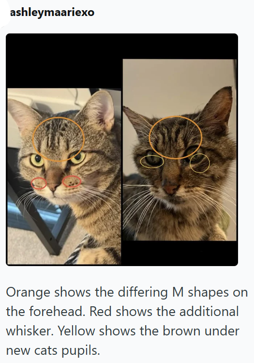 ashleymaariexo Orange shows the differing M shapes on the forehead. Red shows the additional whisker. Yellow shows the brown under new cats pupils.